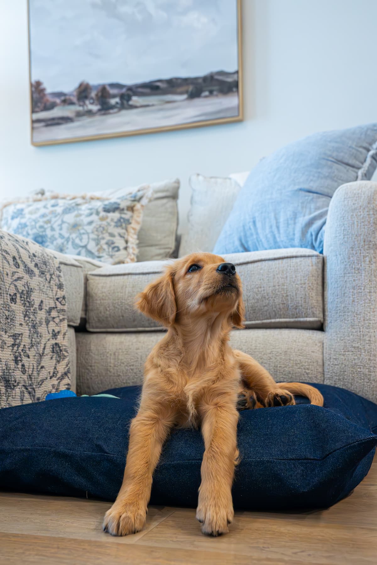 Golden retriever resting on a patent pending modular dog bed by Dazzling Doggie Duvet