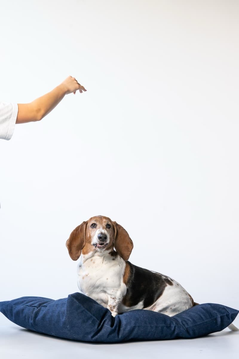 Even the most skeptical pup approves. Our hound melted right into the Classic Denim.